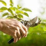 Ornamental Pruning in Cook County, IL
